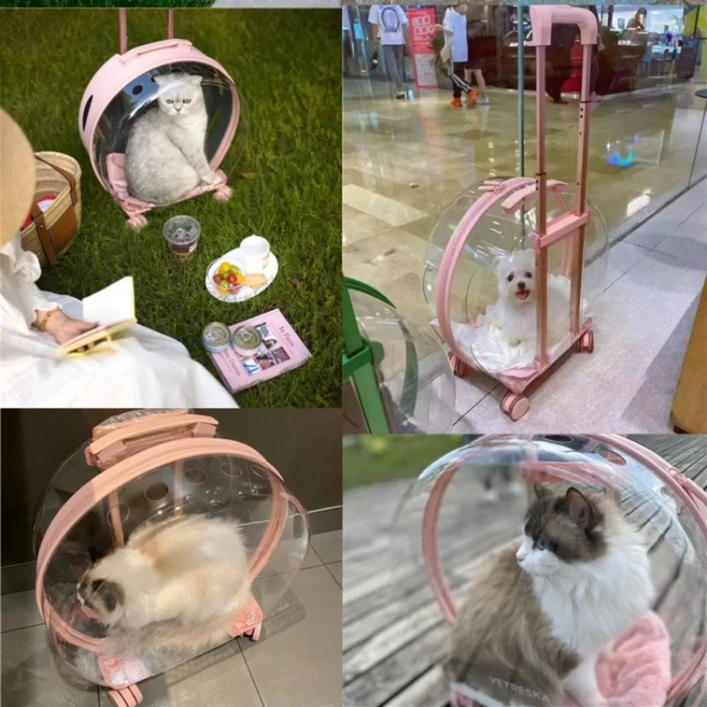 Transporteur Transparent pour Animaux de Compagnie